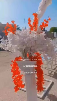 كيك • بابل القاسم • حجز واتساب