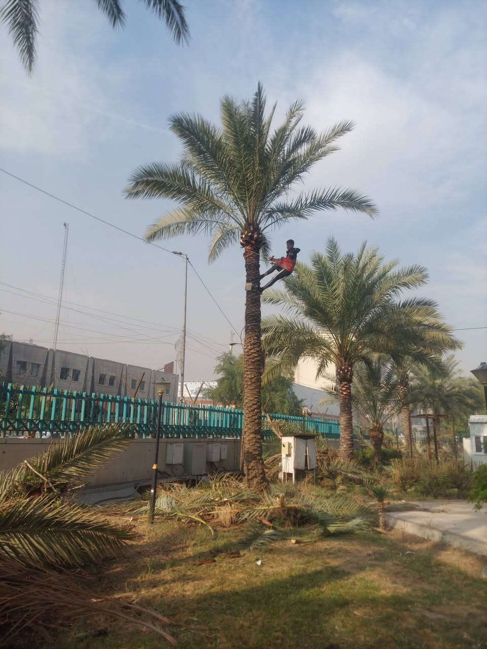 الي يريد لقاح  ولي محتاج صاعود تلقيح تكريب تنضيف مكاني بغداد ***********
