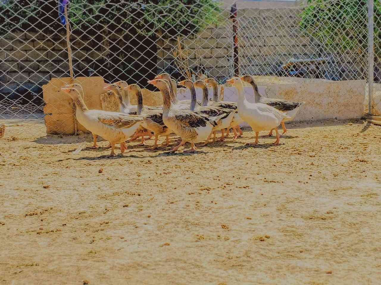 السلام عليكم
قاز للبيع 
حلال نضيف مال بيت 
مالات السنة
للبيع بسعر مناسب 
للاستفسار اتصل على الرقم 
***********
