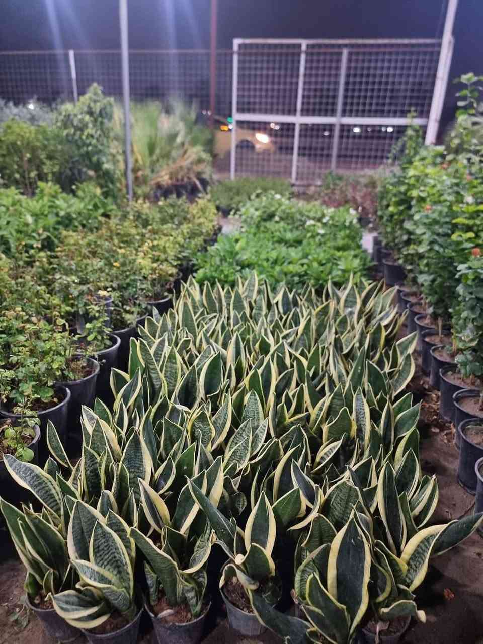 تم بحمد الله وصول نباتات الى مشتل الازهار 
العنوان بغداد شارع القناة 
واتس ***********
جمله / مفرد
