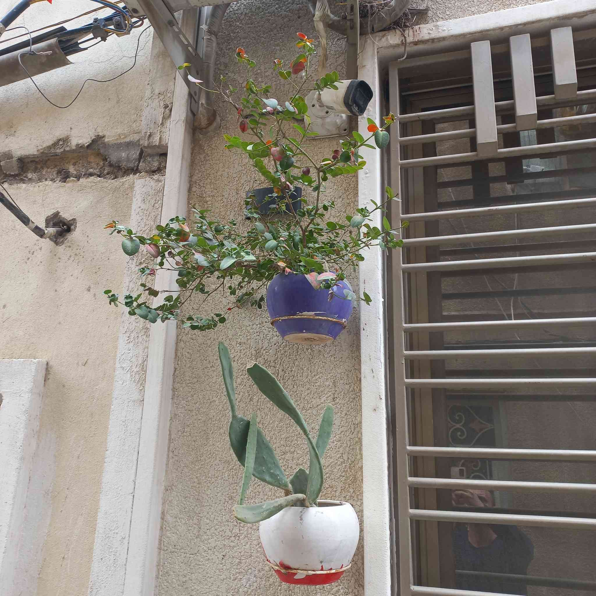 سلام عليكم زرع للبيع


**إذا كنت صاحب هذا الإعلان وتريد حذفه لأي سبب، رجاءا أرسل رسالة إلى الدعم الفني**