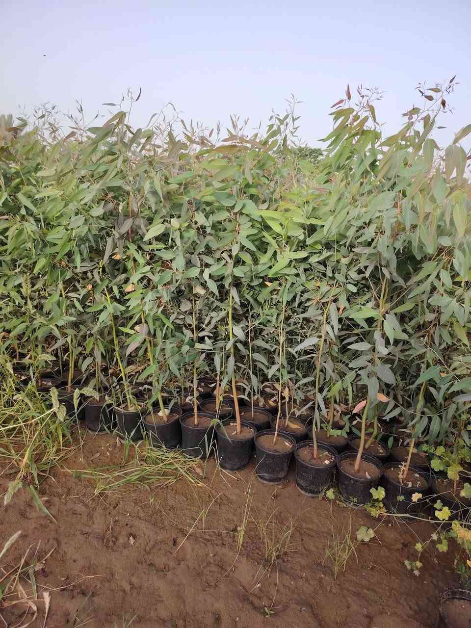 السلام عليكم
متوفر كالمتوز درجه اولى الاستفسار اتصل على الرقم.. 
***********....   جملة فقط
