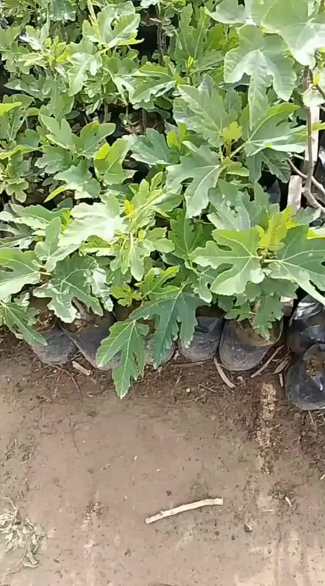 🌿📢 إعلان مميز من مشتل الشاهين الزراعي 📢🌿

متوفر الآن لدينا شتلات التين بأصناف مميزة ومجربة في أجواء العراق 👇

🍃 تين براون التركي
✔️ ثمار كبيرة وطعم حلو مميز
✔️ إنتاج غزير وتحمل ممتاز للحرارة
✔️ مناسب للزراعة المنزلية والمشاريع التجارية

🍃 تين عبيد السعودي
✔️ من أفضل الأصناف تحمّلًا للحر والجفاف
✔️ ثمار ذات جودة عالية وطعم لذيذ
✔️ إنتاج ثابت وقوي

💰 الأسعار تبدأ من:
5,000 دينار عراقي ولغاية 10,000 دينار حسب حجم الشتلة والعمر

🔥 خصم خاص ومميز لأصحاب المشاتل والمشاريع الزراعية 🔥

📍 متوفر في فرعينا:
الدورة — مقابل علوة الرشيد قرب شركة دجلة للمشروبات الغازية
أبو غريب — خلف بانزين خانة جوهرة العدنان

📞 للحجز والاستفسار:
***********
***********

🌱 شتلاتنا مختارة بعناية ومجربة ميدانياً لضمان أفضل إنتاج 🌱
🌿 أسرع واحجز قبل نفاد الكمية 🌿
