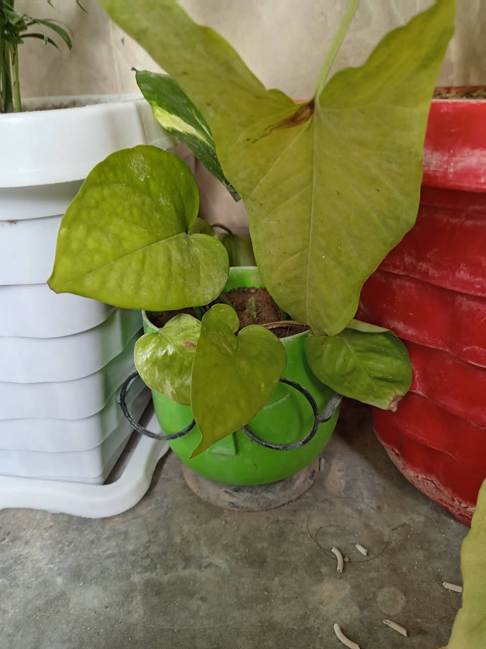 ئەم نازدارانە بۆ فرۆشتن


**إذا كنت صاحب هذا الإعلان وتريد حذفه لأي سبب، رجاءا أرسل رسالة إلى الدعم الفني**