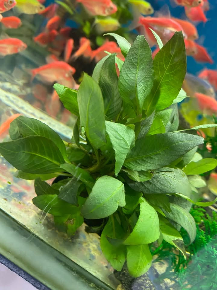 وصول نباتات طبيعية الى معرضنا 🐠🐠🐠🐠🐠🐠🐠
نبات كبير ٤ قطع ب ٥ الف
نبات صغير ٥ قطع ب ٥ الف
كركوك قادسيه سايد المرور القديم مجاور حلويات الحلواني


**إذا كنت صاحب هذا الإعلان وتريد حذفه لأي سبب، رجاءا أرسل رسالة إلى الدعم الفني**