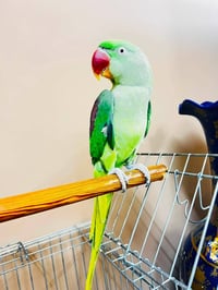 دره نيبالي • ببغاء اليف • طير متكلم • درة للبيع • طيور الزينة • ببغاء ...