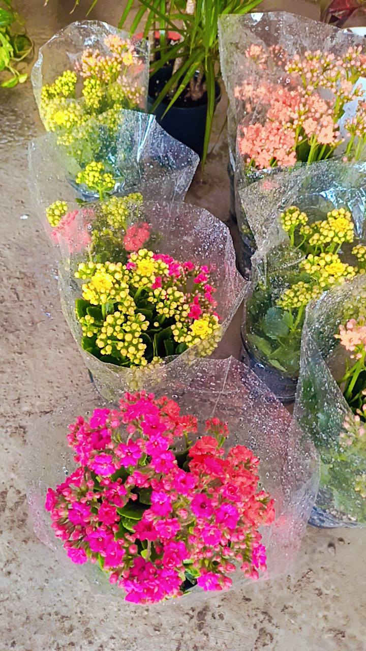 السلام عليكم 
مشتل سيد حسين قرب جسر الصويره 
يوجد كافت انواع الأشجار الحمضيات والضليات والزينه 
عرض العيد كله جوه السوك 
***********
