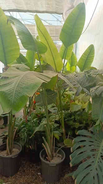 _ تحية طيبة متابعينا الكرام

-  مجموعة من صور النباتات الظليه المتوفره داخل مشتل الأميال
متوفر(  جملة ومفرد) 
 - 
_ للاستفسار *********** 

#اعلاف _أسماك 

#مشتل _الأميال

ميسان _مغربه _مقابيل حي المعلمين الجديد_قرب شرطه k9 🚓🐕‍🦺

أهلا وسهلا بكم في مشتل الأميال 🛖⛲
