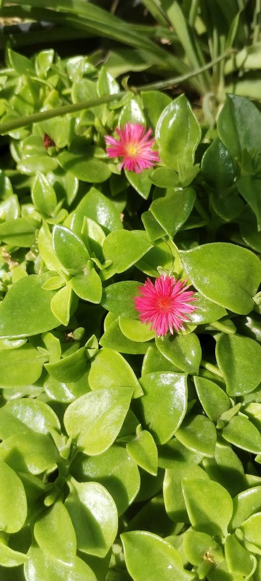 كل ماهو جميل 🌹🌹🌹
 تجدونه في مشتل زهور المينا❤️💐❤️🌷 
التنوع🏵️🌼 
الاختلاف🍓❤️‍🔥 
الابداع🌷🌸 
النشاط🌺🌼 
لمختلف انواع النباتات فقط تجدونه في مشتل زهور المينا♥️❤️💓♥️
عنواننا خانقين بختياري الثانيا نهاية شارع العصائب واسواق صالح حمود❤️‍🔥🌷🌸🌺
 وعدنا توصيل داخل خانقين
راسلونا وتدللون🌺🌸🌷


**إذا كنت صاحب هذا الإعلان وتريد حذفه لأي سبب، رجاءا أرسل رسالة إلى الدعم الفني**