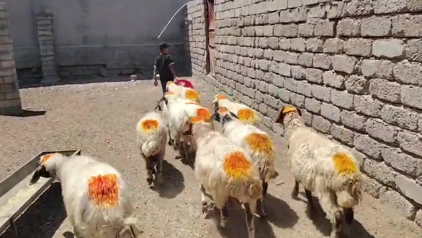 سلام عليكم
يوجد نعاج عشر وبيه محنيه ملات جنيه  سنهن درجه اوله  مراح واحد المكان بيجي حي العصري الشراي يخابرني عله رقم ***********
