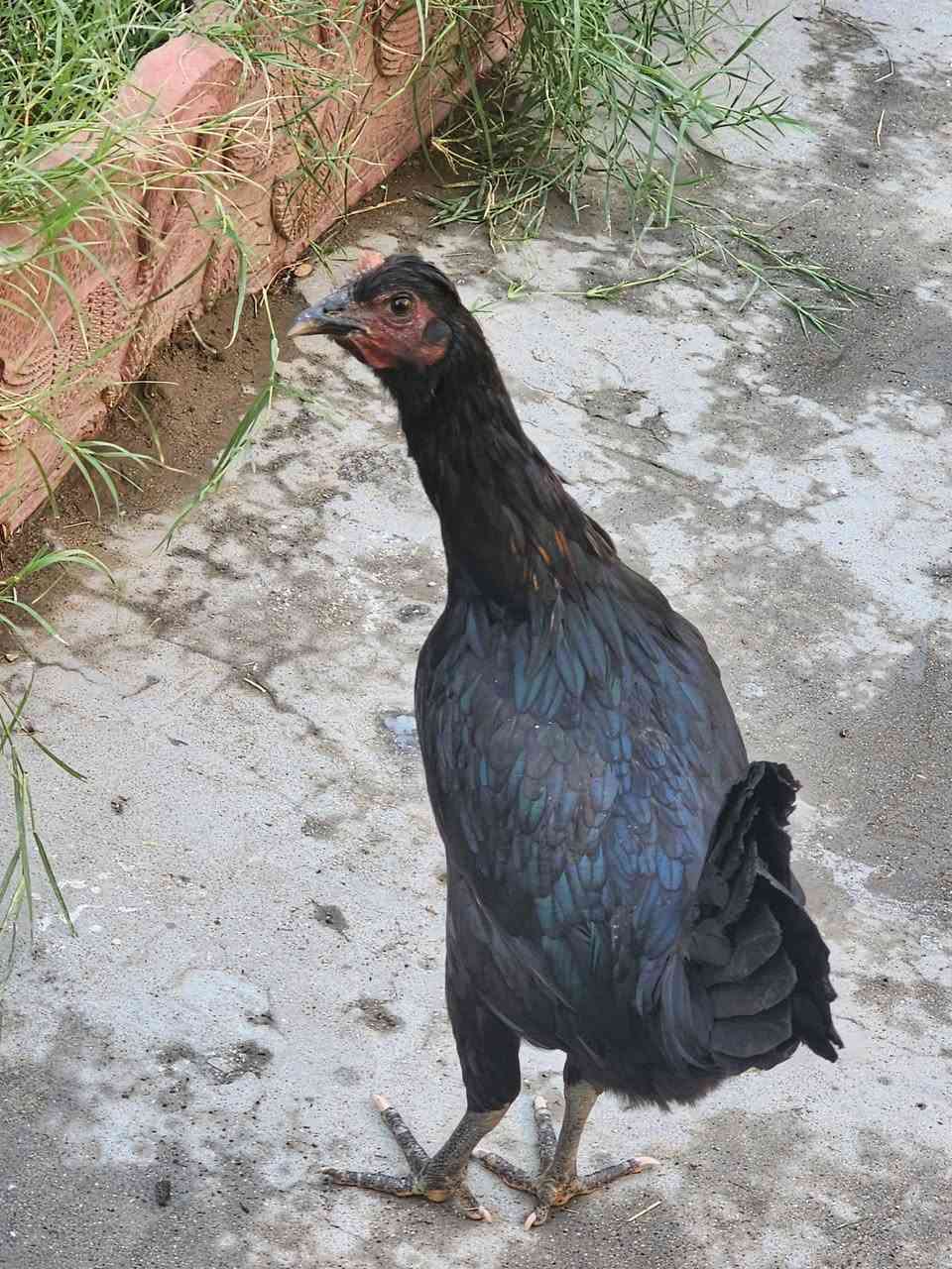دجاج عرب ديجين ودجاجه بياظه للبيع بالزعفرانيه شارع المعهد الدجاجه بياظه ب٧٥


**إذا كنت صاحب هذا الإعلان وتريد حذفه لأي سبب، رجاءا أرسل رسالة إلى الدعم الفني**