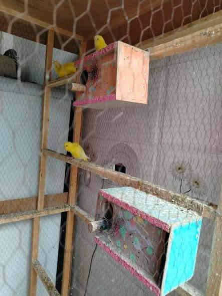 السلام عليكم قفص مع طيور حب 2امهات و2ذكورة
مع كواخة وماء مثل مواضح بالصورة
اما ابعاد القفص 2ونص اراتفاع تقريب والعرض 1وربع
***********
الخاجية شارع اربيعن قرب افران العراق وتدللون  احبتي الكرام
