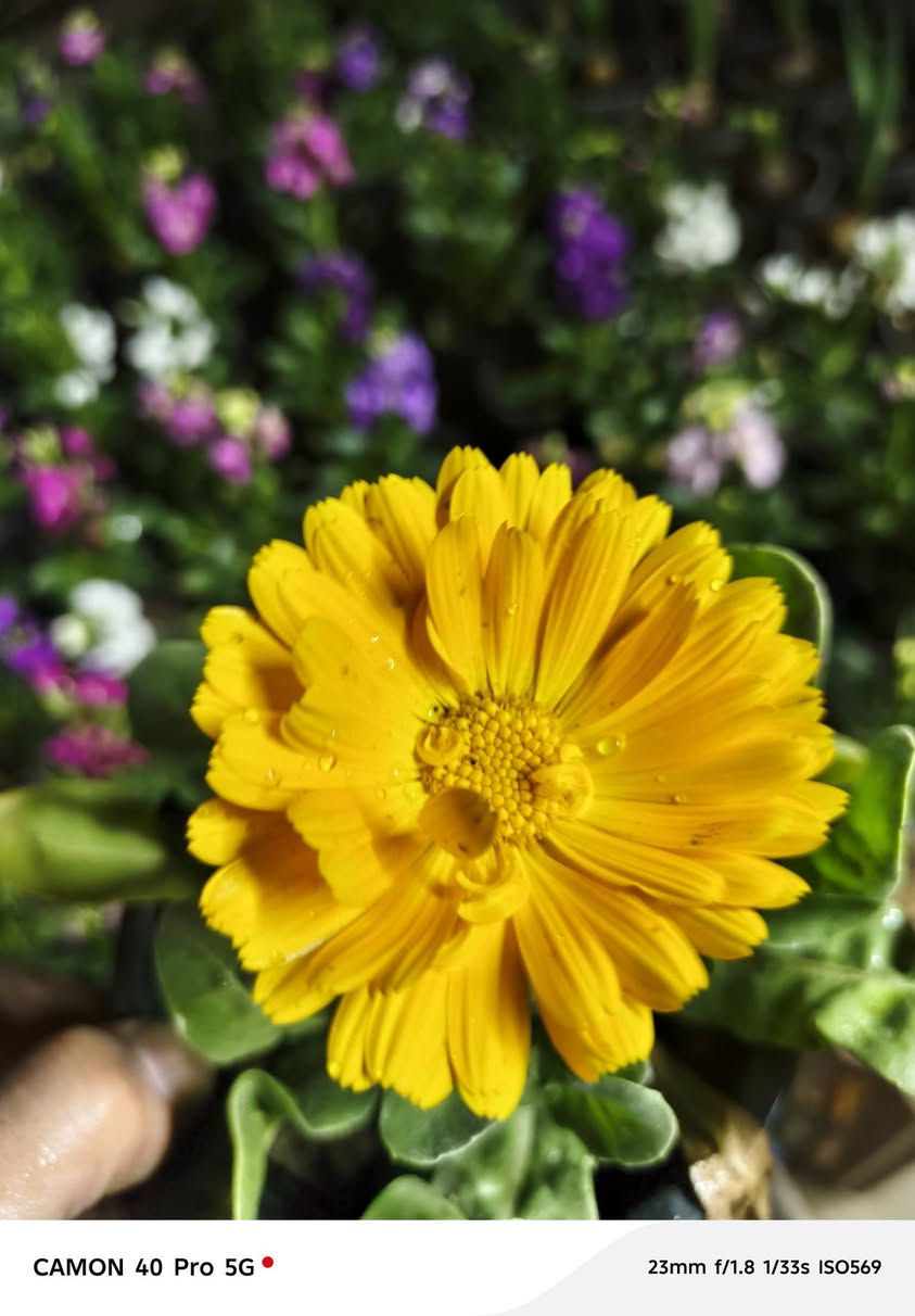 زين حديقتك باحلى الزهور من مشتل الناعوري لنباتات الزينة 💚


**إذا كنت صاحب هذا الإعلان وتريد حذفه لأي سبب، رجاءا أرسل رسالة إلى الدعم الفني**