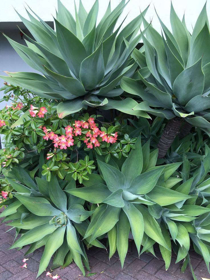 الأجاف الأمريكي
بعرض خاص⚡🌊
500 فقط سعر القطعة 
...............
الأجاف النجمي  Agave vilmoriniana .. من النباتات الدائمه ( المُعمرة) والقوية وسريعه النموا . 

ومن ملامحها:
أوراق عريضة ناعمة خضراء مائلة إلى الأزرق.
لا تظهر عليها أشواك حادة على حواف الأوراق، وهذا يميزها عن كثير من أنواع الأغاف.
تنمو على شكل وردة كبيرة وجذابة، وهي مناسبة لتنسيق الحدائق.

العناية بها :
الأجاف من نباتات العصارية القوية وتتحمل كل انواع الجفاف.
تعيش بكل انواع التربه .
تعيش بكل مكان داخل و خارج البيت .
تفضل الشمس المباشرة أو الظل الجزئي.
تُسقى باعتدال، مع ترك التربة تجف بين الريات.

واتساب ***********
لا تنسوا متابعه الصفحه 🌷 
#الأجاف #الأجاف_النجمي #نبات_دائم  #عرض_خاص #Agave #attenuata
