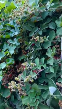 اقلام • توث بري • موصل