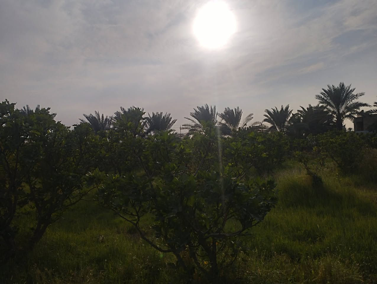 #بسم_الله/ أرض للبيع محافظة النجف/ ناحية العباسيه (دونم ونص) وجهيا 45نزل 100 تصلح لكل أنواع الاستثمار  ومنها الزراعه لخصوبة تربتها وموقها المميز/ التفاصيل تقع هذه الارض على الشارع العام طريق الزوار جاي من جسر الحديد ( الأعمى') مو عشط الجها ثانيه فقط ماي رسمي من شط  عن ناحية  العباسيه حوالي(١)كم  فيها أكثر من(٥٠) نخله من أفظل الانواع وكذالك أنواع من الاشجار المثمره مثل التين اكثر من(١٠٠)شجرا تين السعرالاتصال(***********) واتساب اوالخاص؟#مع_تحيات_خادمكم
