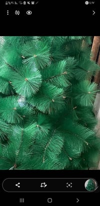 عندي اشجار زينه اطول ٩٠ و١٢٠ و١٥٠ و١٨٠  اسعارهن كلش مناسبه وهاي زينتهن...