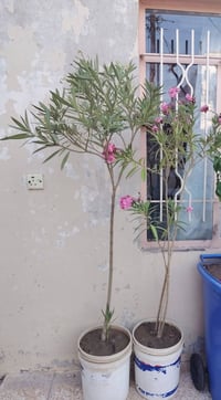 دفلات • ريحان • دم العاشق
