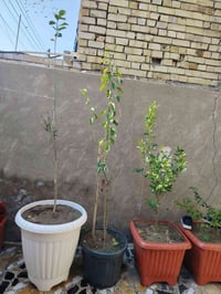 الي ما عنده حديقة هذه السنادين تفيده أكبر حجم رارنج صيني ورارنج عراقي ...