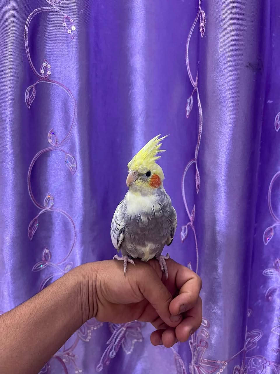 كوكتيل اليف طينه صحة جيدة ملقح وكامل 
عمره تقريبا ٦ شهور 
نثية فحل ما اعرف لكن اعتقد فحل 
كلش حلو ولعوب السعر ٥٠ الف قفل مع القفص . اتواصل عبر الهاتف *********** ما متواجد ع الفيس

