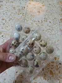 بيض سمان بالف ونص الطبقه  ٠٧٧١٩٩٨١١٩٥