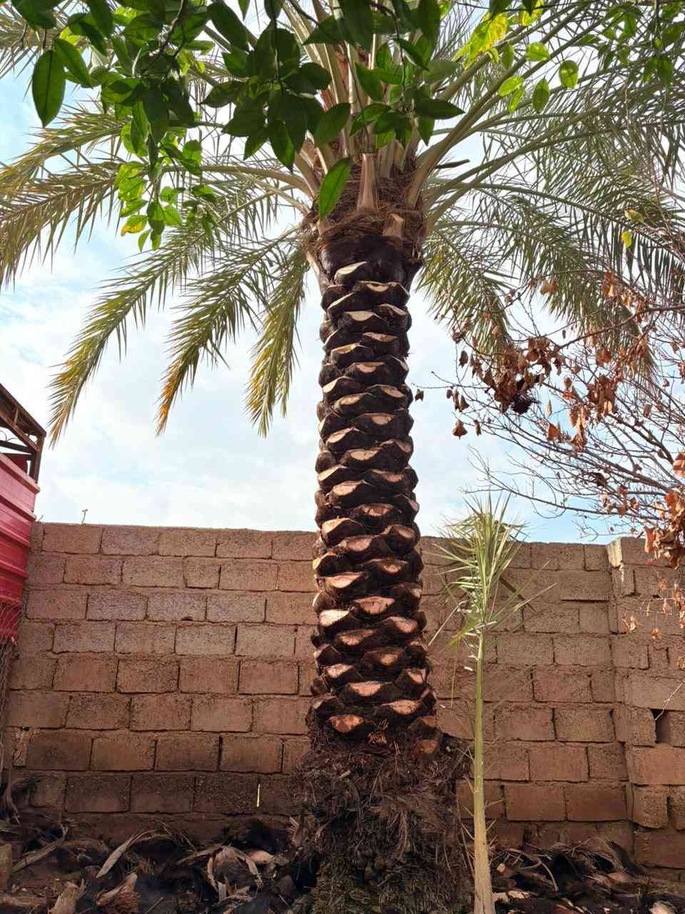 عمل اليوم في ناحية الزاب بتاريخ 8/2/2026 الأحد 
الشغل هوا يقيم نفسو
تكريب تنضيف العناكيد القديمة تنضيف السنون
اتصل وتدلل
للأتصال ***********
#تكريب
#تكريب_النخيل
#تكريب_وتنضيف_النخيل
