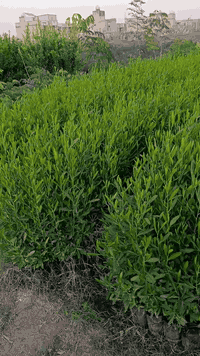 🌹تحيه طيبه🌹 واهلا وسهلا وحياكم الله   💗يسر مشتلنا عن توفر انواع الحمضي...