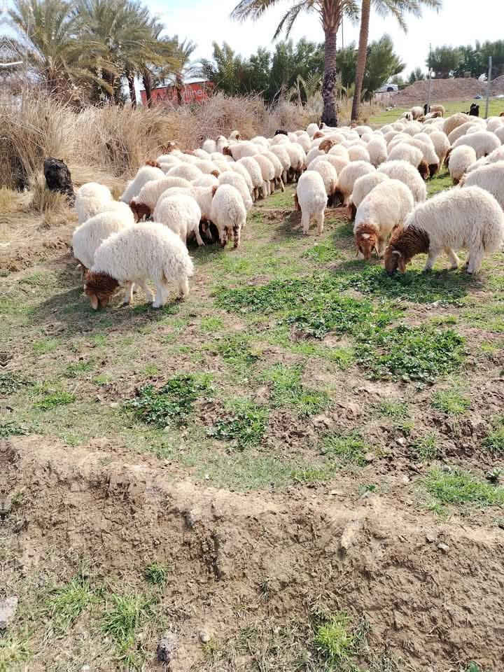 جزارة عمر ابو انس البيع الخرفان الغربيه متوفر الدينا كافه اوزان العنوان أربيل طريق كركوك قرب بيت الأبيض
التواصل داخل اربيل فقط أجور توصيل حسب مكان
***********
***********
***********
