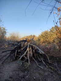 منشار • تقليم شجرة • ناحية القيارة