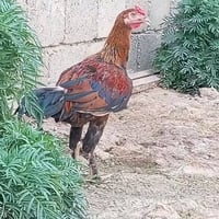 ديج دجاج • دجاج • ديج • ديج للبيع • دجاج هندي