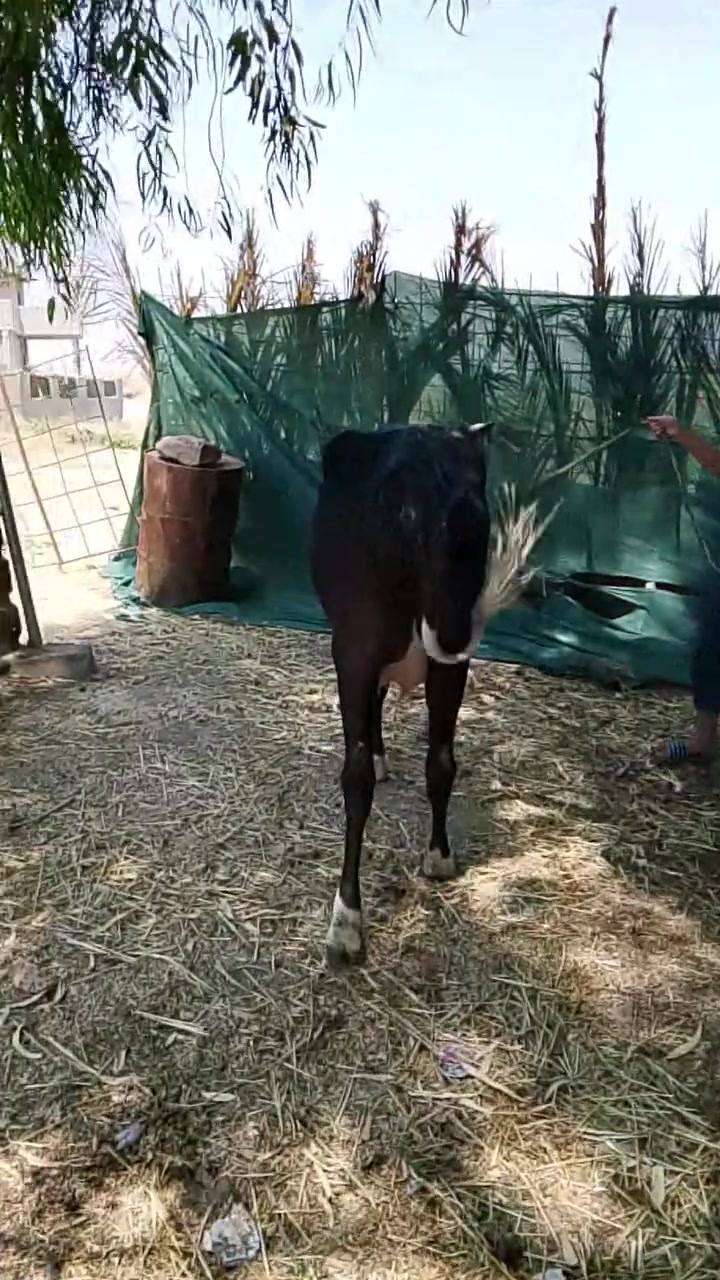 سلام عليكم يوجد بقرة البيع والدة ورهاا حولي درجة أولى وحليب ماا شاء اللة شي جدام العين ابيعها على كل عيب نضيفة مال بيت شطر ماعون درجة أولى     المكان جنوب الموصل.   والسعر مناسب ويرهم مروس مع حلال 
***********
