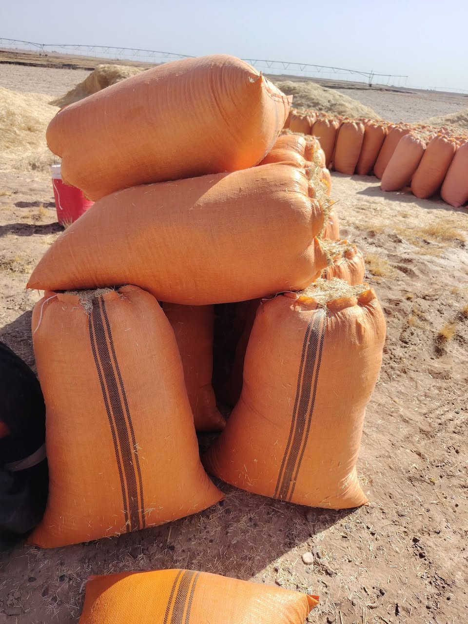 يوجد تبن مجروش وكبس معى توصل الأنبار ابو غريب وبغداد وهاذى رقمي *********** بيه واتساب
