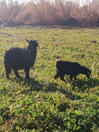 خانقين • ماعز • للبيع