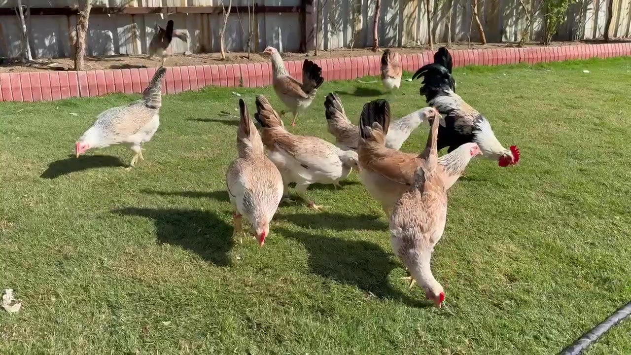 الفاتح على اصوله 👌🔥 كميه قليله باقي 🥰
بسم الله ولا حول ولا قوة إلا بالله

متاح أفراخ دندراوي من الخطوط الاولى من حلال

محمية الخزعلي  دماء حيدر الامير بنات الآيس كريم 

العدد خير من الله

 العمر ١٠ ايام وشوفو الخشانه والنشاط حلال متعوب علي كلش 

*********** واتساب او اتصال 

مكاني بغداد  بسماية ويوجد توصيل بعد تحويل المبلغ
