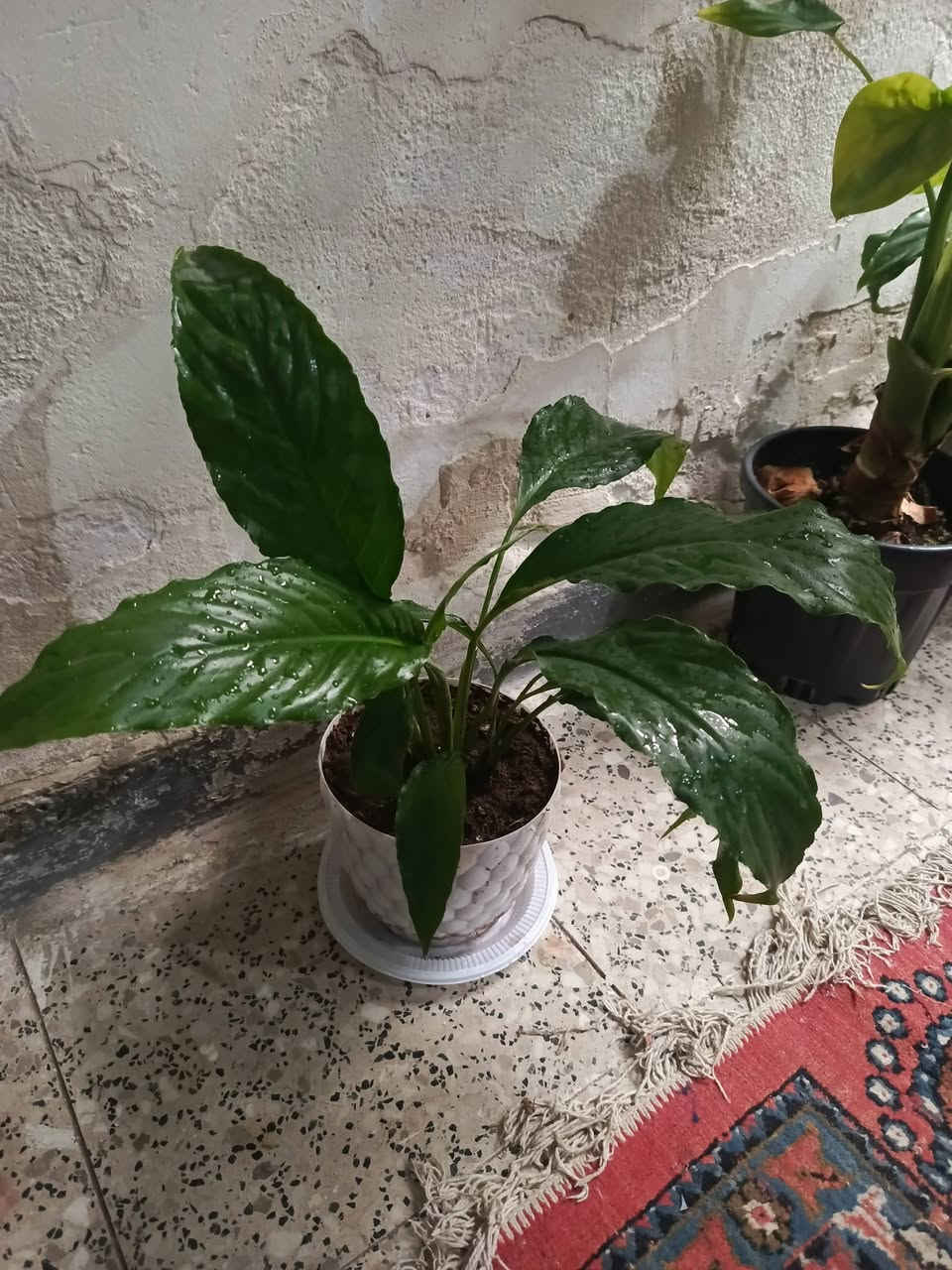 سلام.... توجد خدمه توصيل لجميع المحافظات وداخل كركوك


**إذا كنت صاحب هذا الإعلان وتريد حذفه لأي سبب، رجاءا أرسل رسالة إلى الدعم الفني**