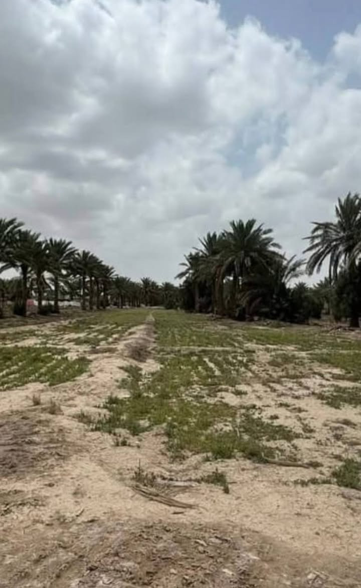 من رخصة صاحب المنشور السلام عليكم ارض للبيع المساحه (3) ونص  دوانم سند ( 25 ) تحويل مباشر بأسم المشتري خدمات كامله  من تبليط كرهباء ماء اساله مدارس اعدايه متوسط تصير انشاء معمل او مزرعته او سكن  الموقع طريق حله ديوانية منطقة هوى الشام قبل معمل الغاز الاهلهي سعر الدونم 65 مليون وبيه مجال قليل للاستفسار الاتصال على الارقام التاليهه
*********** //***********

