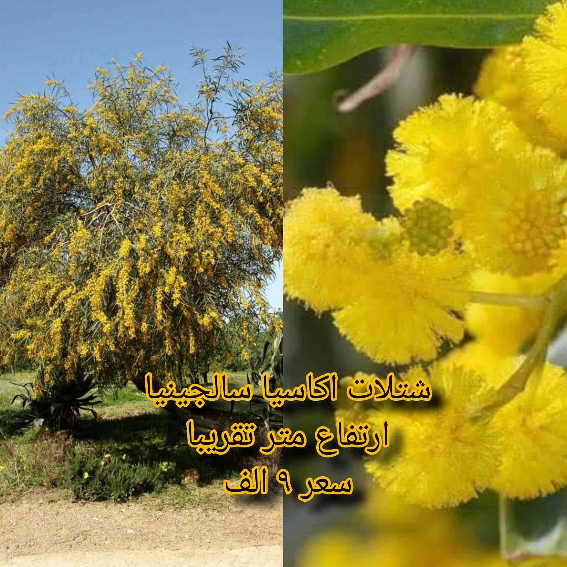 🌿 مشتل نباتات نادرة 🌿
توفرت مجموعة مميزة من أجمل النباتات 🤩
كل نبتة بجمالها وسحرها الخاص 💚

📦 التوصيل متوفر لجميع محافظات العراق
📞 ***********

خلي لمسة الخضار والجمال ببيتك أو حديقتك 🌿✨
