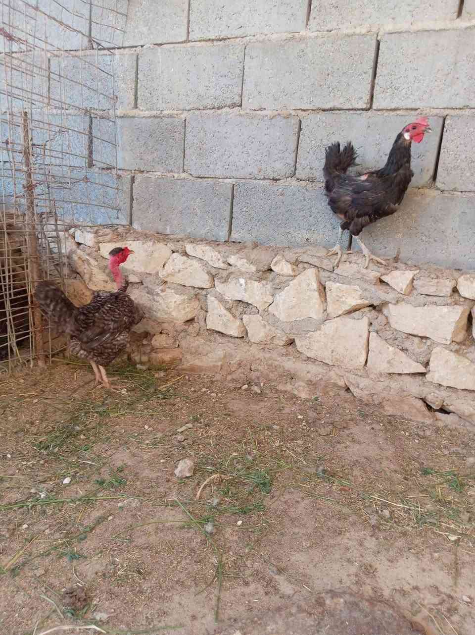 دجاجات عرب للبيع ب28وبيهن مجال وفراخ فسفس 5للبيع اب 110وبيهن مجال الشراي المكان حديثة خفاجية


**إذا كنت صاحب هذا الإعلان وتريد حذفه لأي سبب، رجاءا أرسل رسالة إلى الدعم الفني**