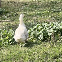 فحل بط للبيع  07730726780