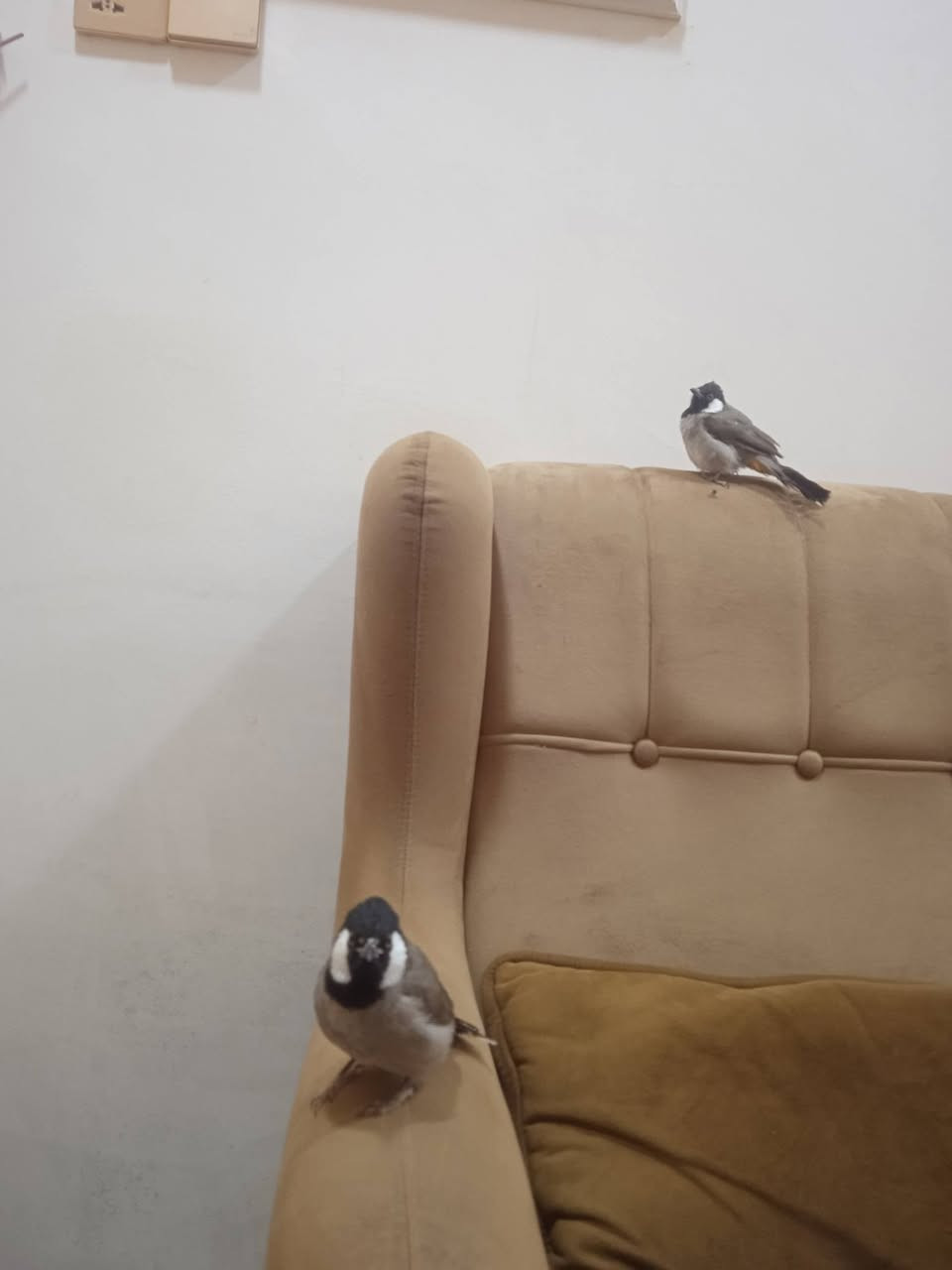 بلابل نثية وفحل اليفات بس ممتزوجات + بلبل صغير + اقفاص عدد /2 السعر 125 قفل
مكاني كوت داموك ***********
