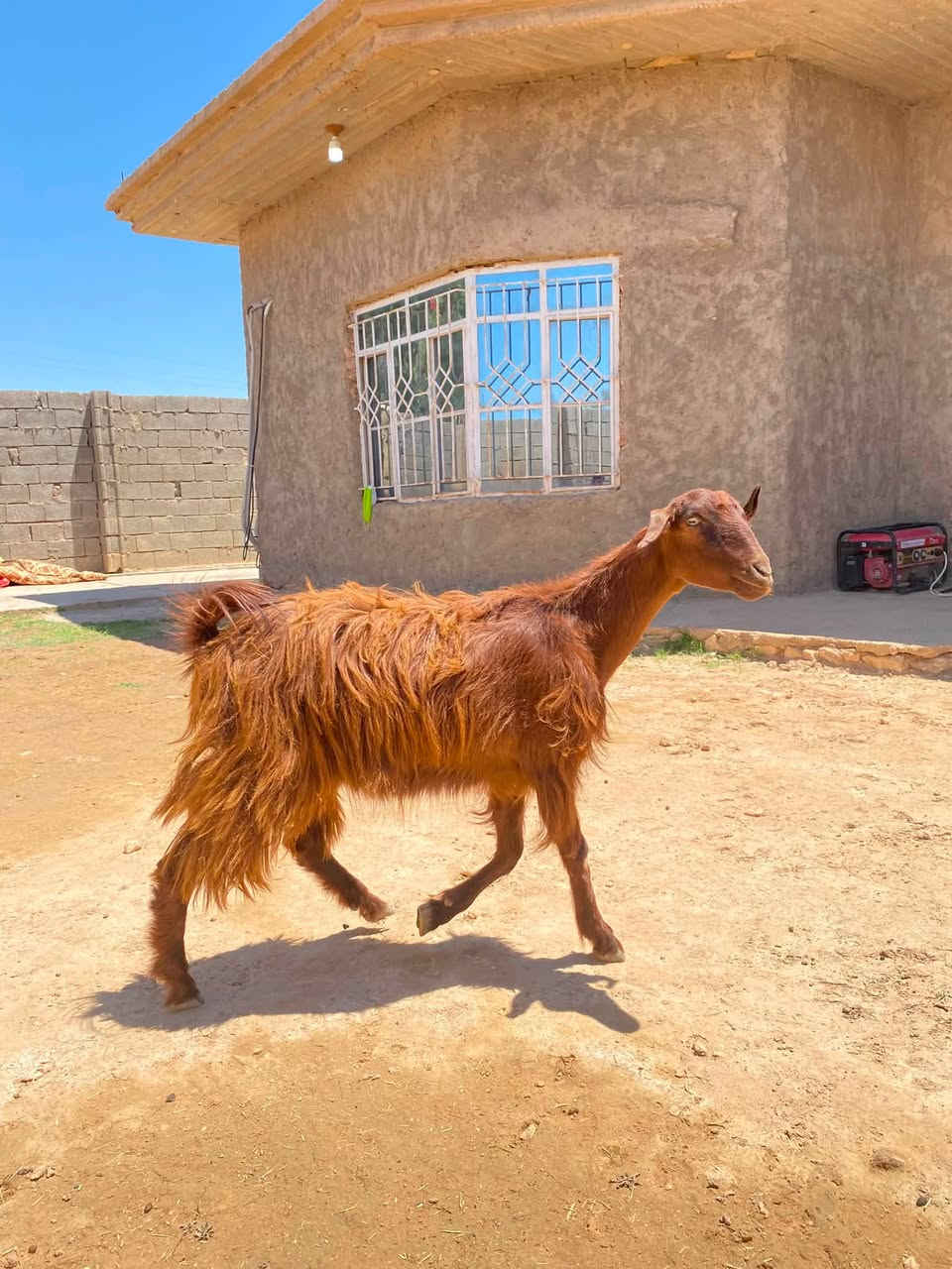 جذعه لجبه حليب اول بطن مرتبه مال جنيه    سعر 170الف    مكان حديثه ***********
