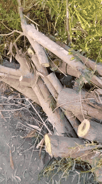 حطب قالب دوزه ‭٠٧٨٤ ٧١٢ ٦٢٠٢‬