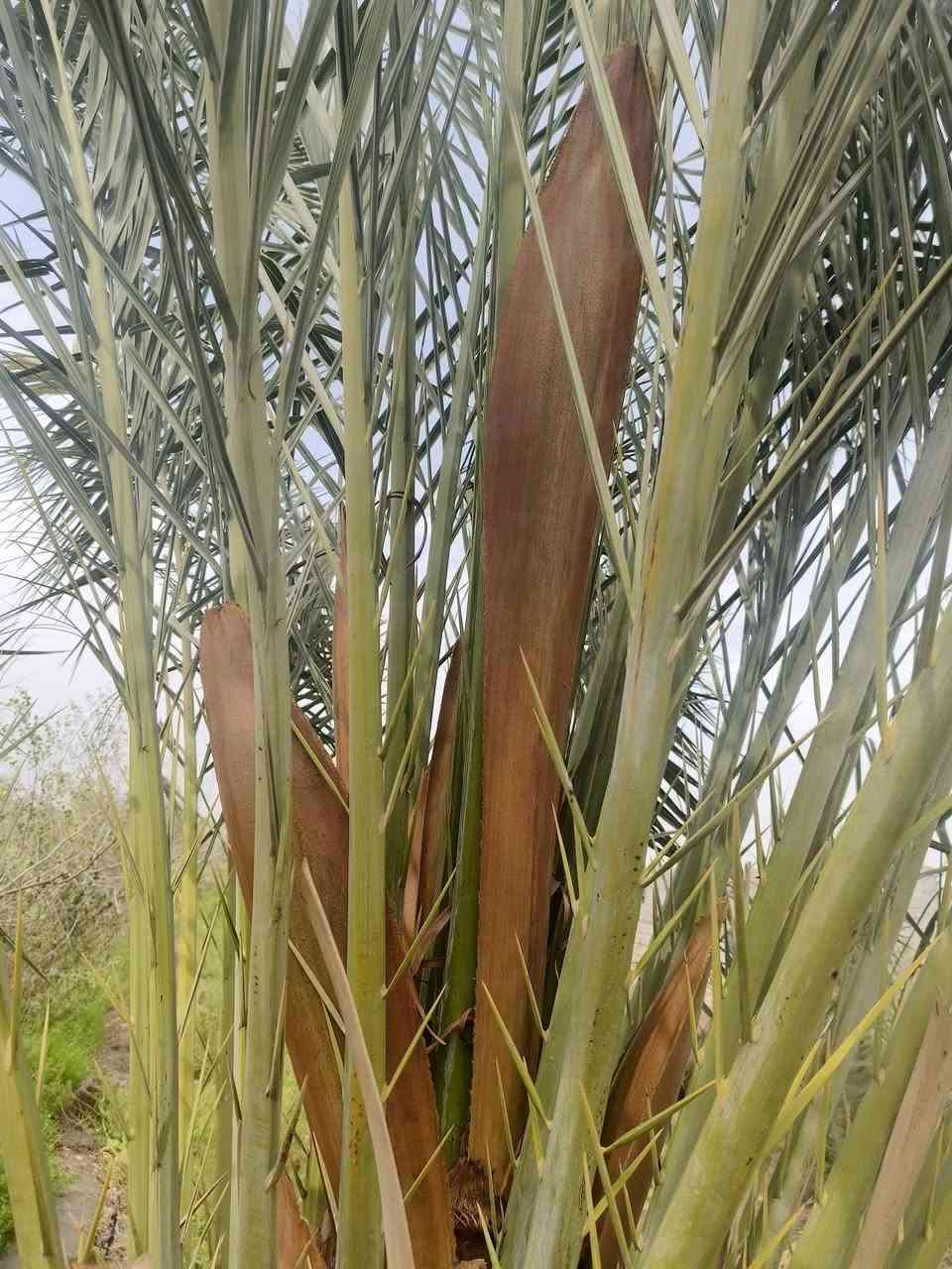 السلام عليكم متاح طلعات فحل نخل كبار وخشنات مكاني الهوير سعر الوحدة 5
***********
