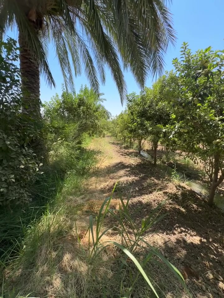 بستان طابو زراعي على( سدة الزبيدية في السيسبانة )
وجه على ( سدة الزبيدية ونهر دجلة )

مساحة ٢٥٠٠ م ( ١ دونم ) / وجه ٢٢ م 
((( طابو زراعي تحويل مباشر بل أسم )))

بي بناء ٢ غرف + صحيات - ماء - كهرباء 
(( جميع انواع الفواكه + النخيل جميع انواع ))
( نخيل + تين + خوخ + تفاح + عنب + مشمش )

( كما موضح في الصور والفيديو )

للاستفسار مراجعة مكتب غازي للعقار   
واسط - الزبيدية - قرب أفران المائدة  *********** 
***********
