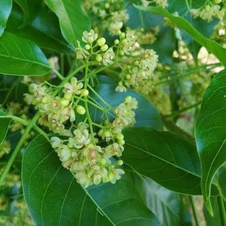 مشتل بيروميا 🌿
توفرت شتلات شجرة الماهوكني الأفريقي

S. wietenia mahogani ✨🌳

💰 السعر: 10 آلاف

📏 الارتفاع: من 60 إلى 70 سم تقريباً

🚚 التوصيل: متوفر إلى جميع المحافظات

🌿 المواصفات:

▪️ من الأشجار الفخمة والنادرة جداً

▪️ أول مرة تتوفر بهذا الحجم والجودة

▪️ تمتاز بسرعة نموها وجمال أوراقها اللامعة

▪️ تعتبر من أفضل أشجار الظل والزينة الراقية

▪️ خشبها معروف عالمياً بالقوة والفخامة

☀️ التحمل:

▪️ تتحمل الأجواء الحارة والشمس

▪️ مناسبة للحدائق والمزارع والبيوت الواسعة

💚 الفوائد:

▪️ تعطي منظر ملكي وفخم للمكان

▪️ تكبر لتصبح شجرة عملاقة وجذابة

▪️ تضيف ظل ممتاز ولمسة استوائية مميزة

▪️ من الأشجار المطلوبة والنادرة عند محبين النباتات النادرة 🌴✨

📞 للحجز والاستفسار: ***********

مشتل نباتات نادرة 🌱

نوفر لكم النباتات والأشجار المميزة والنادرة دائماً ✨

