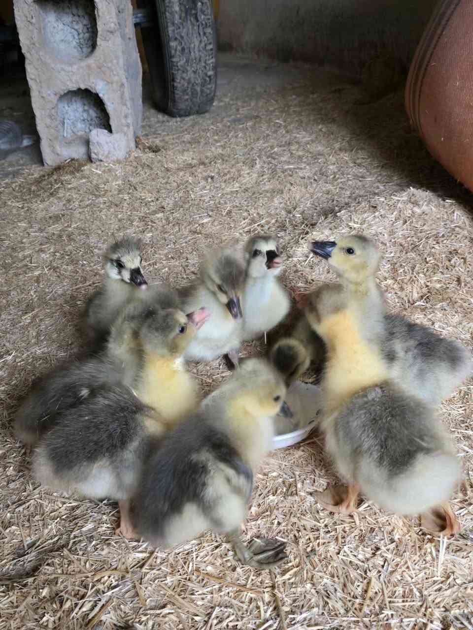 جوچکە قازی زڕشامی و ماس تەمەنی 13ڕۆژ تەندروستو بێ کێشەن لوقاحی بۆ کراوە شوێن کەلار بۆ نرخ وەرنە چات


**إذا كنت صاحب هذا الإعلان وتريد حذفه لأي سبب، رجاءا أرسل رسالة إلى الدعم الفني**