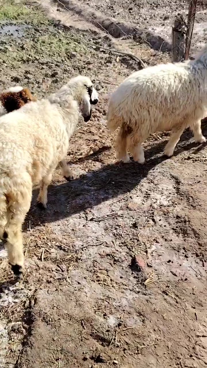 طليان عدد ثلاث ثنين نثايه وذكر
طليان خشنات وسمان خير من الله فول لحم 
يرهمن كصابه وجني وهديه ونذر 
سعر الواحد 235
مكان ناصريه سيد دخيل 
الشراي يتصل واني بخدمته ***********
