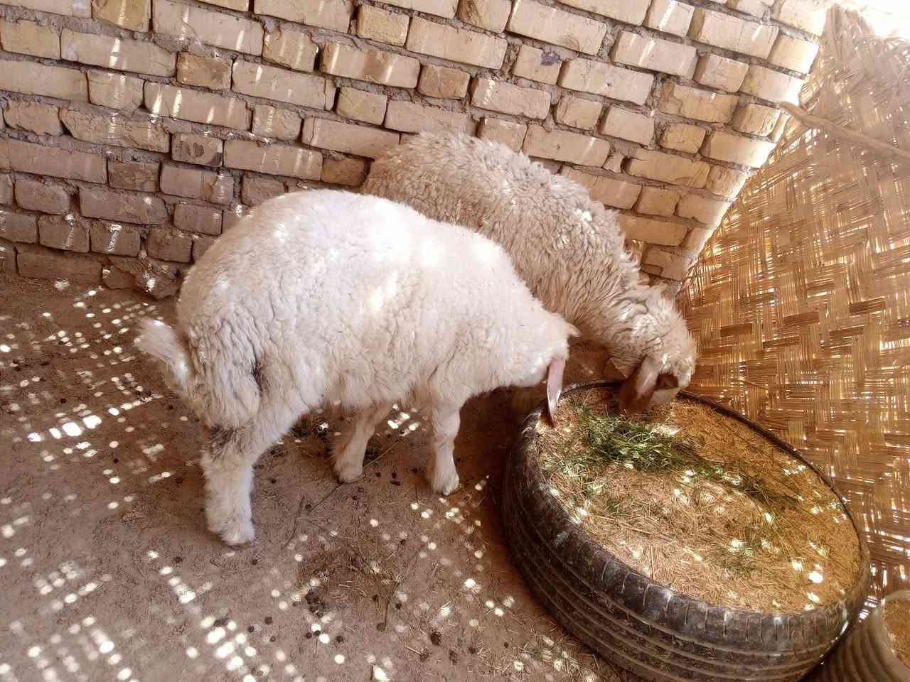 السلام عليكم جمعه مباركه للجميع 

طليان ذكر ونثايه اثنين خشنات وسمان شحم ولحم 

مشروطات من كلشي مكاني بالفهود والشراي يدلل راسلني خاص وتدلل //الاسعار =

 الذكر  الخشن ب 250 بي مجال للشراي 

النثيه الخشنه ب 240 وبيهه مجال للشراي يدلل 

النثيه الزغيره ب 155 وبيهه مجال للشراي يدلل


**إذا كنت صاحب هذا الإعلان وتريد حذفه لأي سبب، رجاءا أرسل رسالة إلى الدعم الفني**