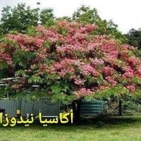 اكاسيا نيدوزا • بذور استوائية • توصيل السماوه