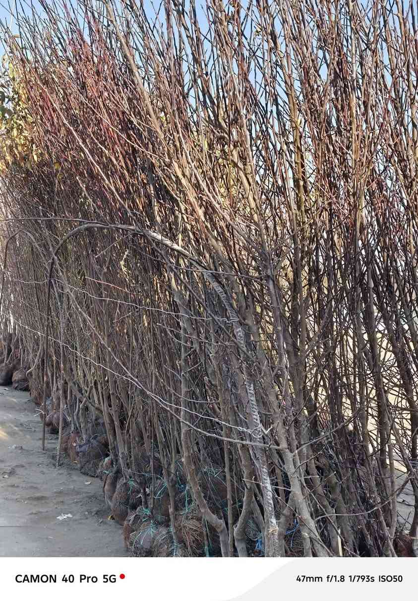 على بركه الله
سوف تنطلق سياره من الحله محمله جميع انواع النباتات كل من النفضيات والحمضيات والتين الاسود والابيض وجميع انواع الورود  إلى بغداد وصلاح الدين وبلد والاسحاقي وبيجي وتكريت وسامراء باقي ٣٥٠ شتله على حمل السياره احجز شتلاتك وراح يوصلنك الباب البيت 
واتساب: ***********
